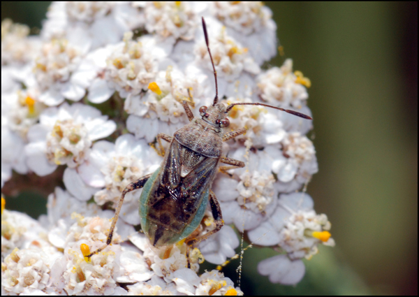 Rhopalidae: Stictopleurus sp. dell''Emilia (MO)